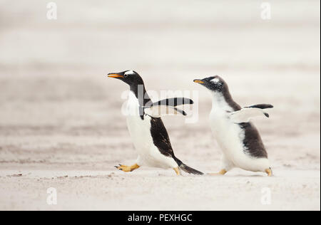 Gentoo penguin chick inseguendo il suo genitore per essere alimentato su un litorale sabbioso e isole Falkland. Interessante / animale il comportamento degli uccelli selvatici. Foto Stock