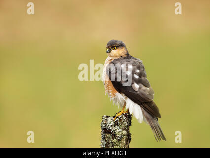 Close up eurasiatica maschio Sparviero (Accipiter nisus) appollaiate su un palo di legno, Scotland, Regno Unito. Foto Stock