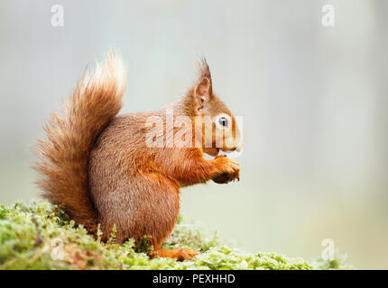 Isolato rosso eurasiatico scoiattolo (Sciurus vulgaris) mangiando il dado su un registro di muschio. Foto Stock