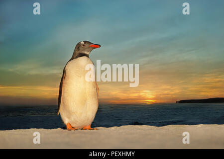 Close-up di un pinguino Gentoo in piedi su una spiaggia di sabbia contro il tramonto colorato, Isole Falkland. Foto Stock