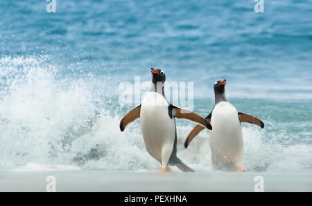 Due pinguini che arrivano a riva dall oceano Atlantico, Isole Falkland. Foto Stock