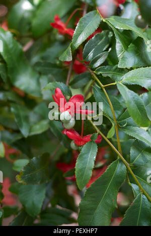 Ochna serrulata pianta Foto Stock