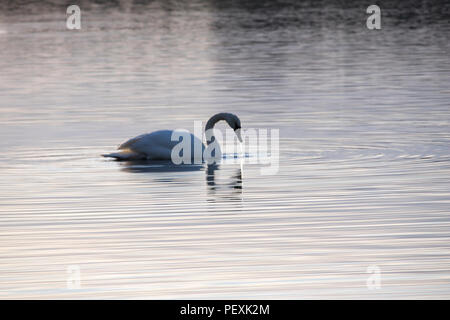 Swan su acqua al crepuscolo Foto Stock