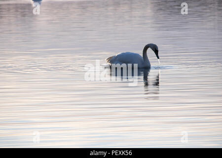 Swan su acqua al crepuscolo Foto Stock