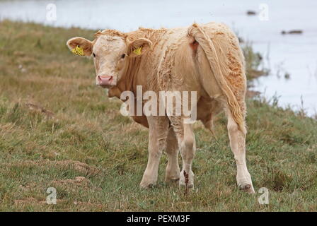 Calf in piedi su terreni di pascolo paludi Cley Riserva Naturale, Cley-next-il-mare; Norfolk, Regno Unito Agosto Foto Stock