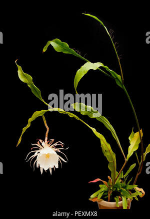 Regina della notte, Epiphyllum oxypetalum, Dutchman tubazione del cactus, notte blooming Cereus in fiore, una sola notte! Foto Stock