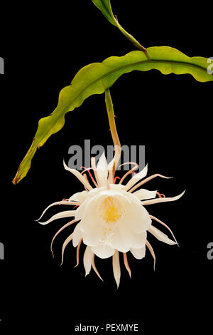 Regina della notte, Epiphyllum oxypetalum, Dutchman tubazione del cactus, notte blooming Cereus in fiore, una sola notte! Foto Stock