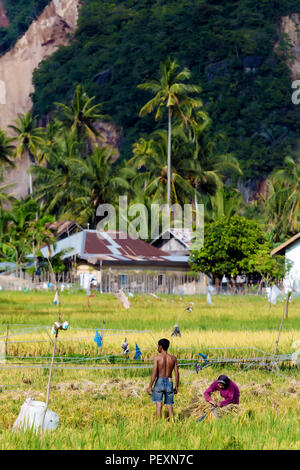 Le persone che lavorano nel campo di riso, Banda Aceh e Sumatra, Indonesia Foto Stock