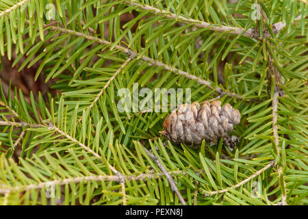 Balsam fir (Abies balsamea) aghi e il cono superiore Sudbury, Ontario, Canada Foto Stock