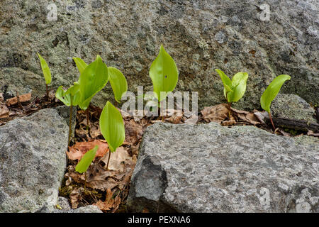 Canada Mayflower (Maianthemum canadense) foglie emergenti in primavera, maggiore Sudbury, Ontario, Canada Foto Stock