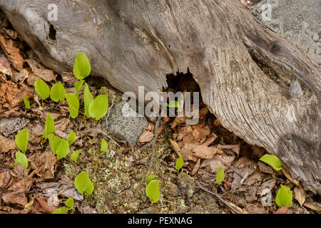 Canada Mayflower (Maianthemum canadense) foglie emergenti in primavera, maggiore Sudbury, Ontario, Canada Foto Stock