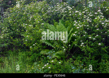 La fioritura del nord passito selvatico (Viburnum cassinoides) e interrotto (felce Osmunda claytoniana), maggiore Sudbury, Ontario, Canada Foto Stock