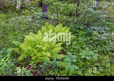 La fioritura del nord passito selvatico (Viburnum cassinoides) e interrotto (felce Osmunda claytoniana), maggiore Sudbury, Ontario, Canada Foto Stock