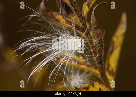 Milkweed comune (Asclepias syriaca) gocce di pioggia sulle sementi, maggiore Sudbury, Ontario, Canada Foto Stock