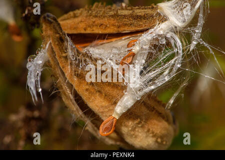 Milkweed comune (Asclepias syriaca) gocce di pioggia sulle sementi e di scoppio, seedpods maggiore Sudbury, Ontario, Canada Foto Stock