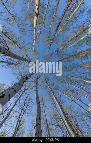 Tremore aspen (Populus tremuloides) bosco con molla emergenti fogliame, maggiore Sudbury, Ontario, Canada Foto Stock