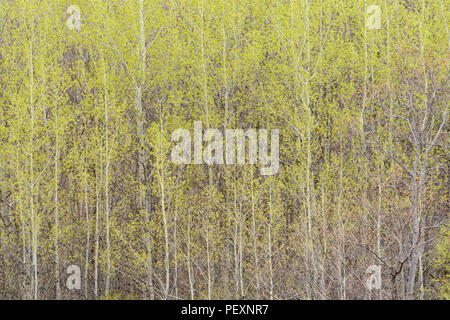 Molla emergenti fogliame in un tremore aspen (Populus tremuloides) woodlot, maggiore Sudbury, Ontario, Canada Foto Stock