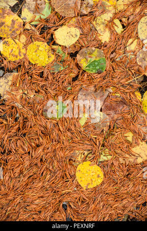 Caduto aspen di foglie e di aghi di abete con gocce di pioggia, maggiore Sudbury, Ontario, Canada Foto Stock