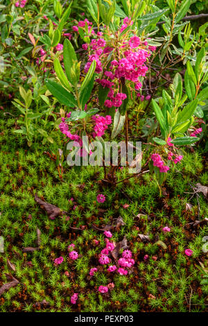 Pecora di fioritura di alloro (Kalmia angustifolia), maggiore Sudbury, Ontario, Canada Foto Stock