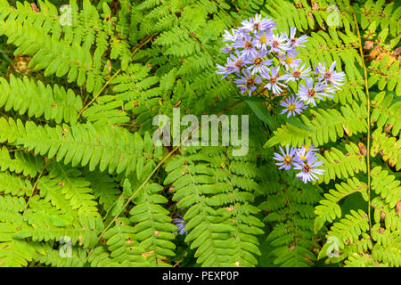 Fioritura viola-derivava Aster (Symphyotrichum puniceum) e bracken fern fronde, maggiore Sudbury, Ontario, Canada Foto Stock