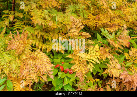 Tarda estate Bracken fern (Pteridium aquilinum) e Nord passito selvatico (Vibernum casssinoides), maggiore Sudbury, Ontario, Canada Foto Stock