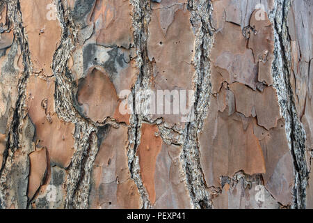 Peccio (Pinus palustris) di corteccia di albero, San segna NWR, Florida, Stati Uniti d'America Foto Stock