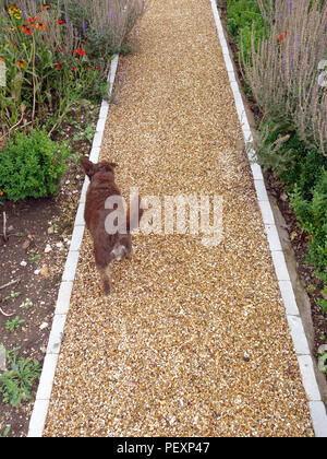 Un cane di piccola taglia a piedi dalla fotocamera su un bel sentiero di ghiaia nel giardino privato della grande casa di campagna in Inghilterra. Proprietà rilasciato. Foto Stock