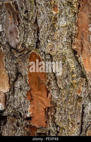 Loblolly pine (Pinus taesa) abbaio, grande filiale NWR, Lacombe, Louisiana, Stati Uniti d'America Foto Stock