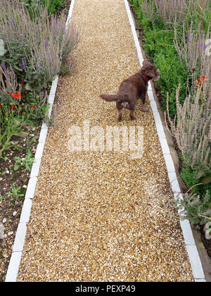 Un cane di piccola taglia a piedi dalla fotocamera su un bel sentiero di ghiaia nel giardino privato della grande casa di campagna in Inghilterra. Proprietà rilasciato. Foto Stock