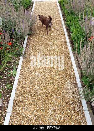 Un cane di piccola taglia a piedi dalla fotocamera su un bel sentiero di ghiaia nel giardino privato della grande casa di campagna in Inghilterra. Proprietà rilasciato. Foto Stock