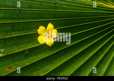 Carolina jessamine (Gelsemium sempervirens) caduto vine blossom nella figliata di foglia, Palmetto Island State Park, Louisiana, Stati Uniti d'America Foto Stock