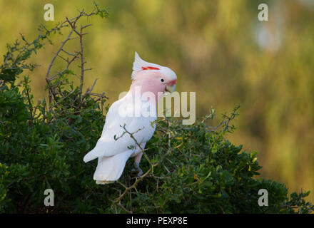 Grandi Mitchell's Cacatua (Lophochroa leadbeateri), NSW, Australia. Noto anche come rosa Cacatua. Foto Stock