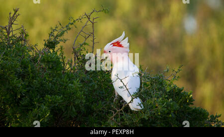 Grandi Mitchell's Cacatua (Lophochroa leadbeateri), NSW, Australia. Noto anche come rosa Cacatua. Foto Stock