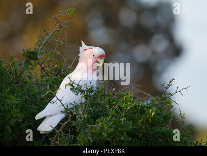 Grandi Mitchell's Cacatua (Lophochroa leadbeateri), NSW, Australia. Noto anche come rosa Cacatua. Foto Stock