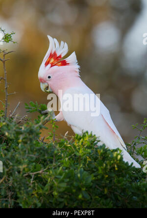 Grandi Mitchell's Cacatua (Lophochroa leadbeateri), NSW, Australia. Noto anche come rosa Cacatua. Foto Stock