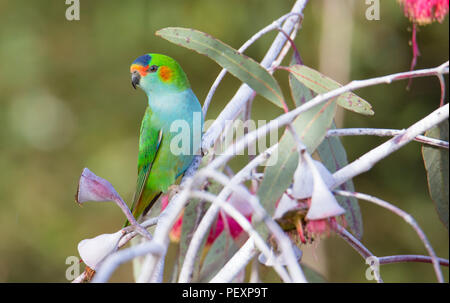 Viola-crowned Lorikeet (Parvipsitta porphyrocephala), Australia occidentale Foto Stock