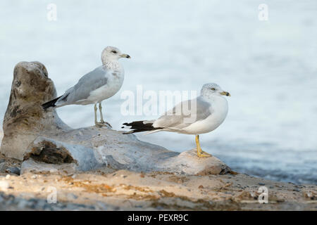 Anello di due fatturati i gabbiani (Larus delawarensis) appollaiato su un pezzo di driftwood su un Lago Huron beach - Ontario, Canada Foto Stock