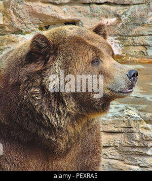 Orso bruno rilassante Foto Stock