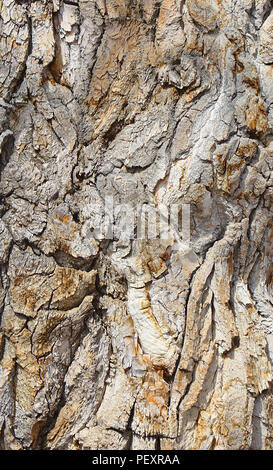 Corteccia su un antico albero di pioppi neri americani Foto Stock