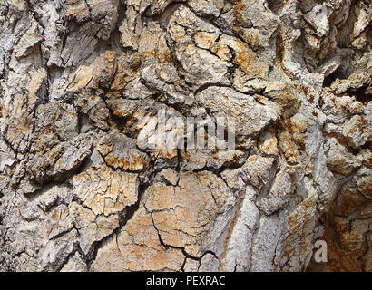 Corteccia su un antico albero di pioppi neri americani Foto Stock