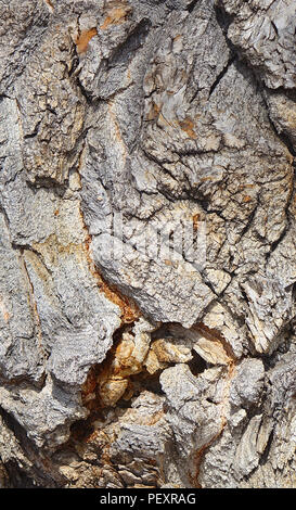 Corteccia su un antico albero di pioppi neri americani Foto Stock
