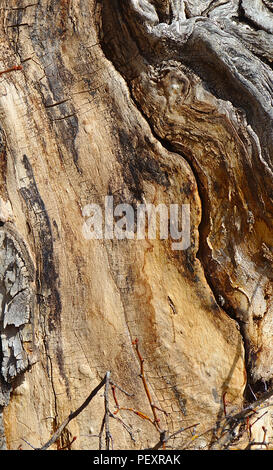 Corteccia su un antico albero di pioppi neri americani Foto Stock