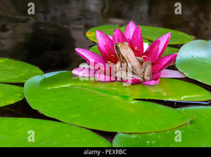 Pacific Chorus Raganella seduto su acqua di rosa fiore di giglio igarden backyard pond Foto Stock