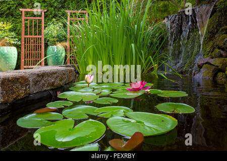 Nel cortile del laghetto in giardino con cascata ninfee trellis iris e il contenitore dei vasi con le piante Foto Stock
