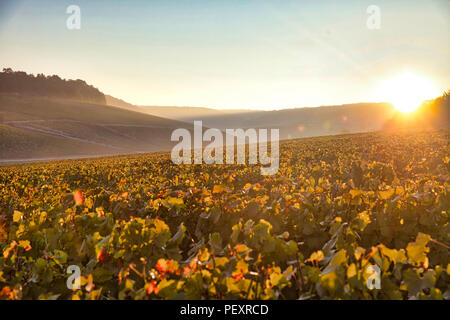 Vigneto nelle prime ore del mattino al sorgere del sole a Bordeaux, Francia Foto Stock