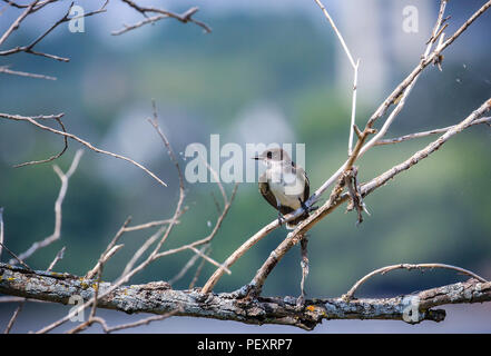 Seduta di uccello sul ramo di albero con foglie di n. Foto Stock