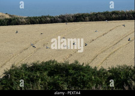 Piccioni avanzamento sul grano maturo Foto Stock