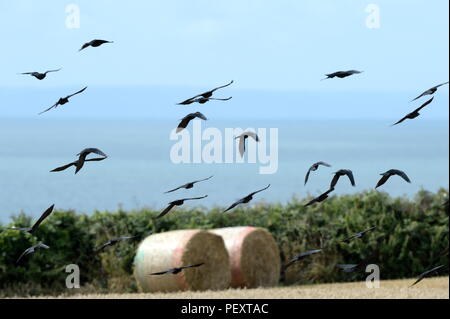 I corvi glide all' unisono in campo Foto Stock