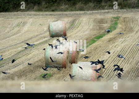 Il floccaggio di volatili oltre il campo di mais Foto Stock