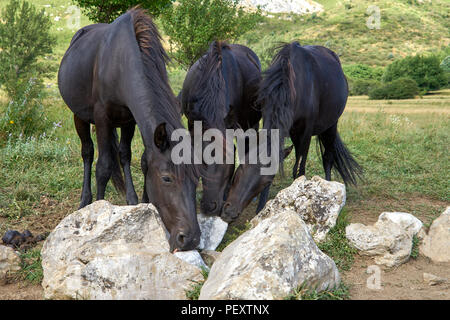 Pottoka, dell'Europa cavalli selvaggi, reintroduzione per ripristino ecologico e rewilding nel nord della Spagna Foto Stock